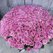301 рожева троянда