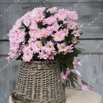 Bouquet of Chrysanthemums "Cupid"