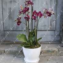 Arrangement of Orchid "Duchess"