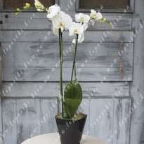 Orchid Potted Duet