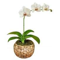 Orchid "Libretto"