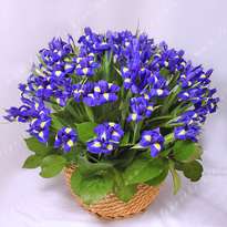 Basket of irises