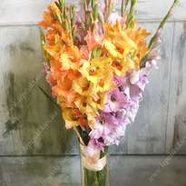 Bouquet of 15 gladioli