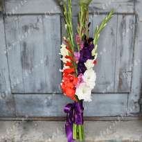 Bouquet of 11 multi-colored gladioli