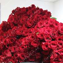 Bouquet of 1001 roses of the Freedom variety (h 80)