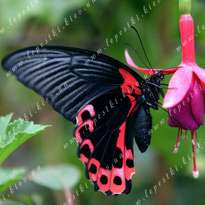 Butterfly Rumyantseva