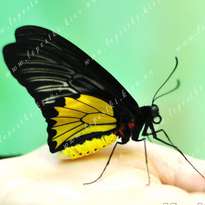 метелик Птіцекрилка