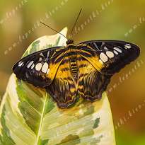 Butterfly Sylvia