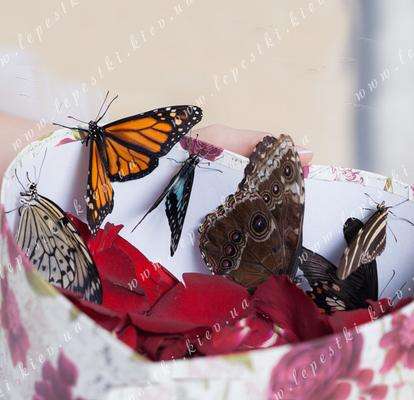 Цветы с живыми бабочками - летние новинки! / Новости / taimyr-expo.ru - служба доставки цветов