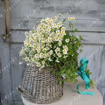 Bouquet of flowers "Daisies"
