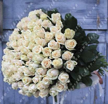 101 cream rose (h70)