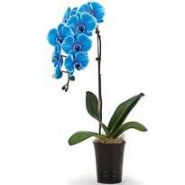 Синя орхідея в кашпо