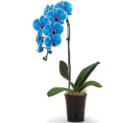 Blue orchid in flower pots