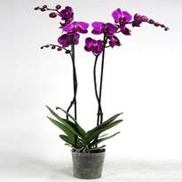 Фиолетовая двухветочная орхидея