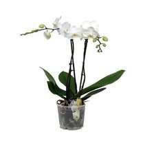 Белая орхидея двухветочная