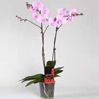 Two-colored pink orchid