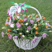 Basket of 151 tulips