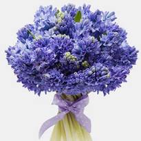 25 blue hyacinths