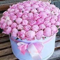 151 peonies in a box