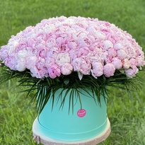 151 pink peony in a box