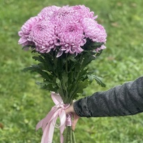 Bouquet of 7 pink chrysanthemums