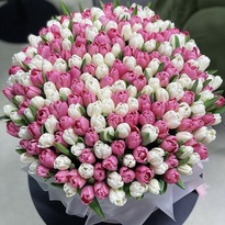 Коробка цветов из 275 тюльпанов