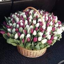 Basket of 251 tulips