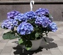 Blue hydrangea in a hanging pot 25 cm